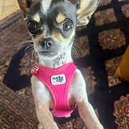 Uguette a rejoint le concours — aidez-le/la à gagner de superbes lots ! animal, carpet, chihuahua, close_up, companion, curious, cute, dog, domestic, ears, floor, fur, indoor, looking, nose, pet, pink_harness, small_dog, standing, whiskers