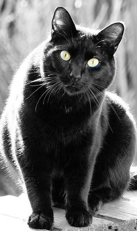 Nougat a rejoint le concours — aidez-le/la à gagner de superbes lots ! black, black_and_white, black_cat, carnivore, cat, felidae, fur, iris, monochrome, monochrome_photography, organism, pet_supply, small_to_medium_sized_cats, snout, stock_photography, style, tail, terrestrial_animal, vertebrate, whiskers