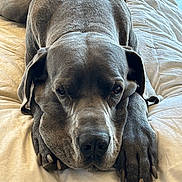 Finn joined the competition — help win amazing prizes! animal, bed, canine, closeup, comfort, dog, ears, fur, gray, indoor, lying_down, mammal, nail, paws, pet, portrait, relaxed, resting, sleepy, snout