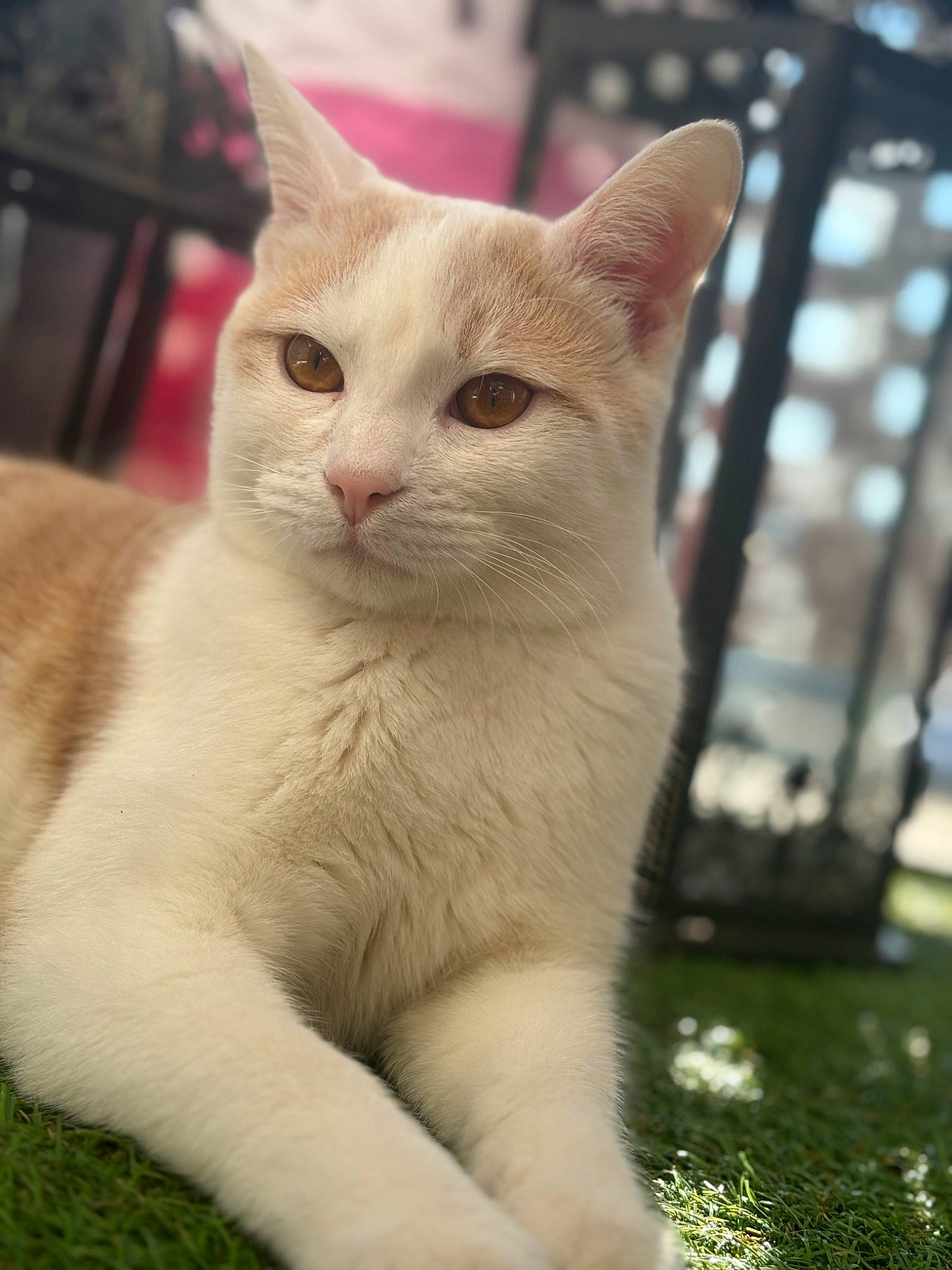 Pacha a rejoint le concours — aidez-le/la à gagner de superbes lots ! carnivore, cat, claw, domestic_short_haired_cat, fawn, felidae, fur, grass, paw, plant, small_to_medium_sized_cats, snout, tail, terrestrial_animal, whiskers, wildlife, window