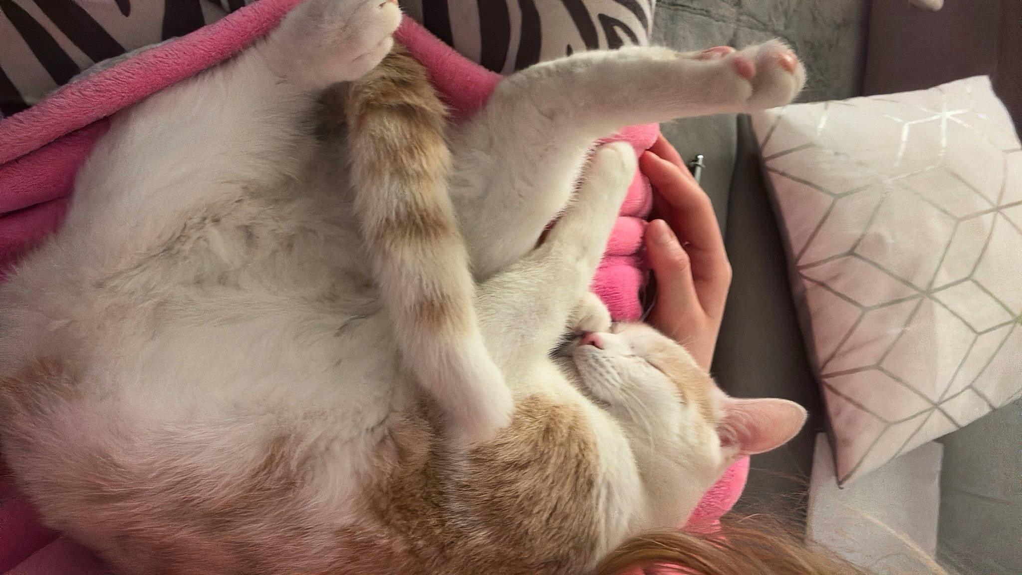 Pacha a rejoint le concours — aidez-le/la à gagner de superbes lots ! carnivore, cat, claw, comfort, companion_dog, couch, domestic_short_haired_cat, ear, fawn, felidae, flesh, fur, gesture, human_leg, nail, paw, small_to_medium_sized_cats, sporting_group, tail, whiskers