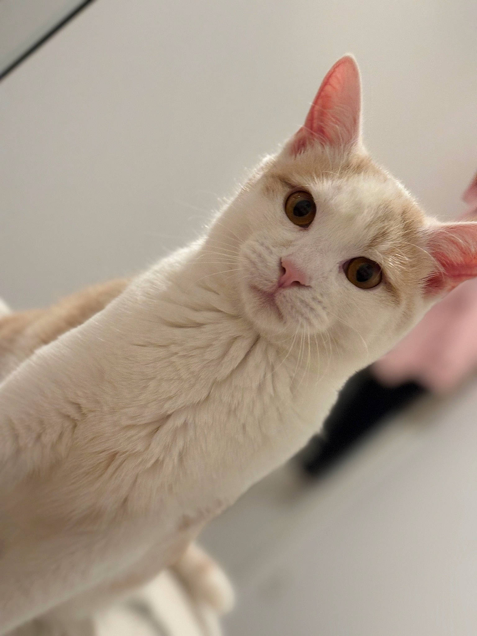 Pacha participe au concours pour gagner de l'argent avec cette photo : carnivore, cat, claw, domestic_short_haired_cat, ear, eye, fawn, felidae, fur, paw, small_to_medium_sized_cats, snout, tail, whiskers