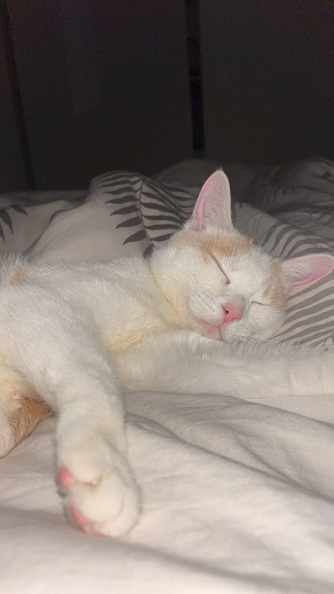 Pacha participe au concours pour gagner de l'argent avec cette photo : carnivore, cat, claw, comfort, domestic_short_haired_cat, eye, fawn, felidae, fur, head, linens, metal, nap, paw, sleep, small_to_medium_sized_cats, snout, tail, terrestrial_animal, whiskers