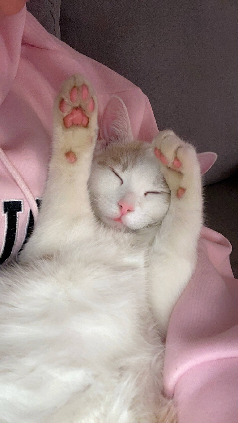 Pacha a rejoint le concours — aidez-le/la à gagner de superbes lots ! carnivore, cat, comfort, domestic_short_haired_cat, fang, felidae, foot, fur, nail, paw, small_to_medium_sized_cats, tail, whiskers