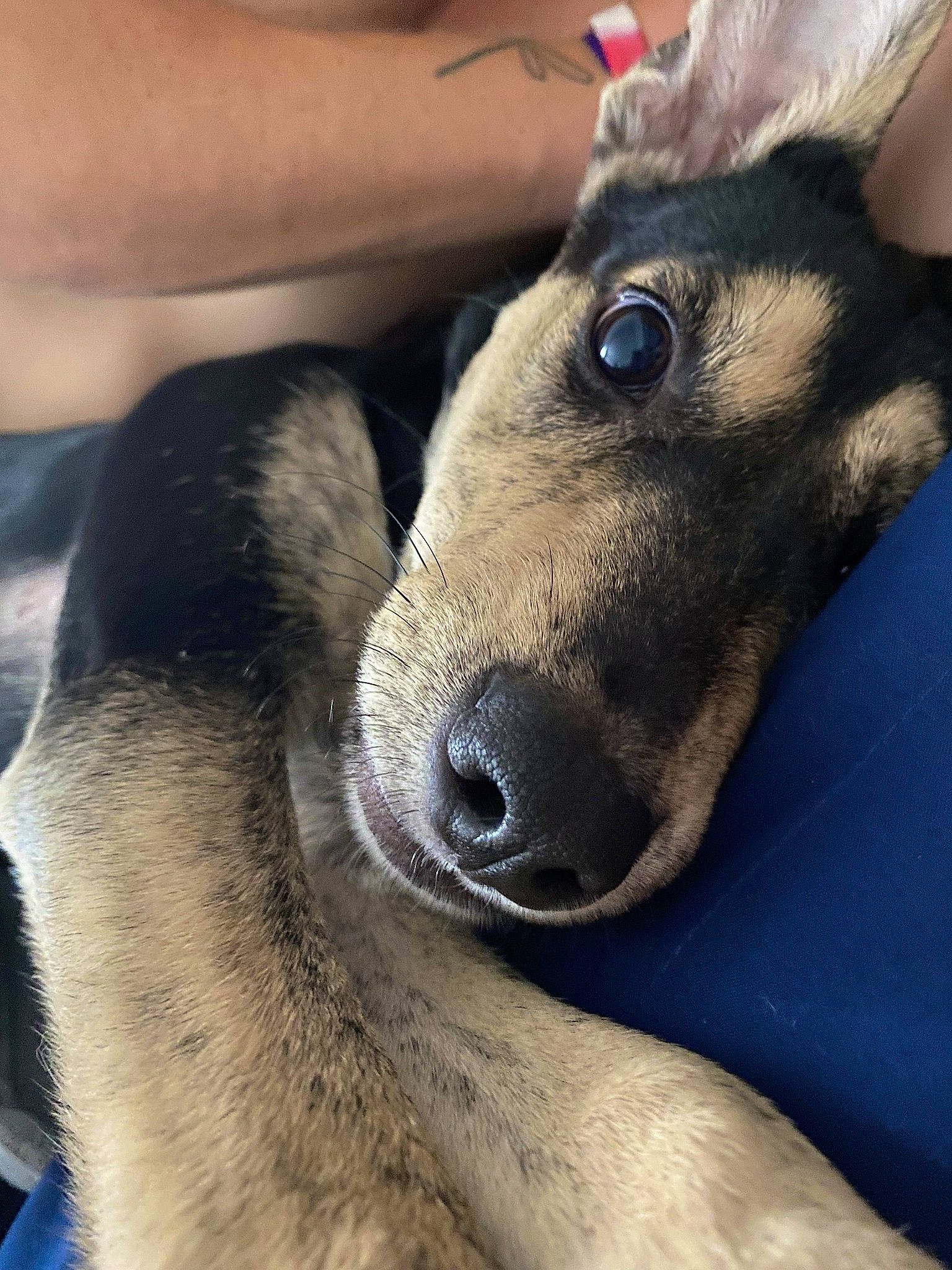 Peaches is registered to the contest to win money with this photo: canidae, carnivore, companion_dog, dog_breed, ear, eye, eyelash, fawn, fur, goat, goats, head, human_leg, jaw, livestock, snout, sporting_group, terrestrial_animal, whiskers, working_animal