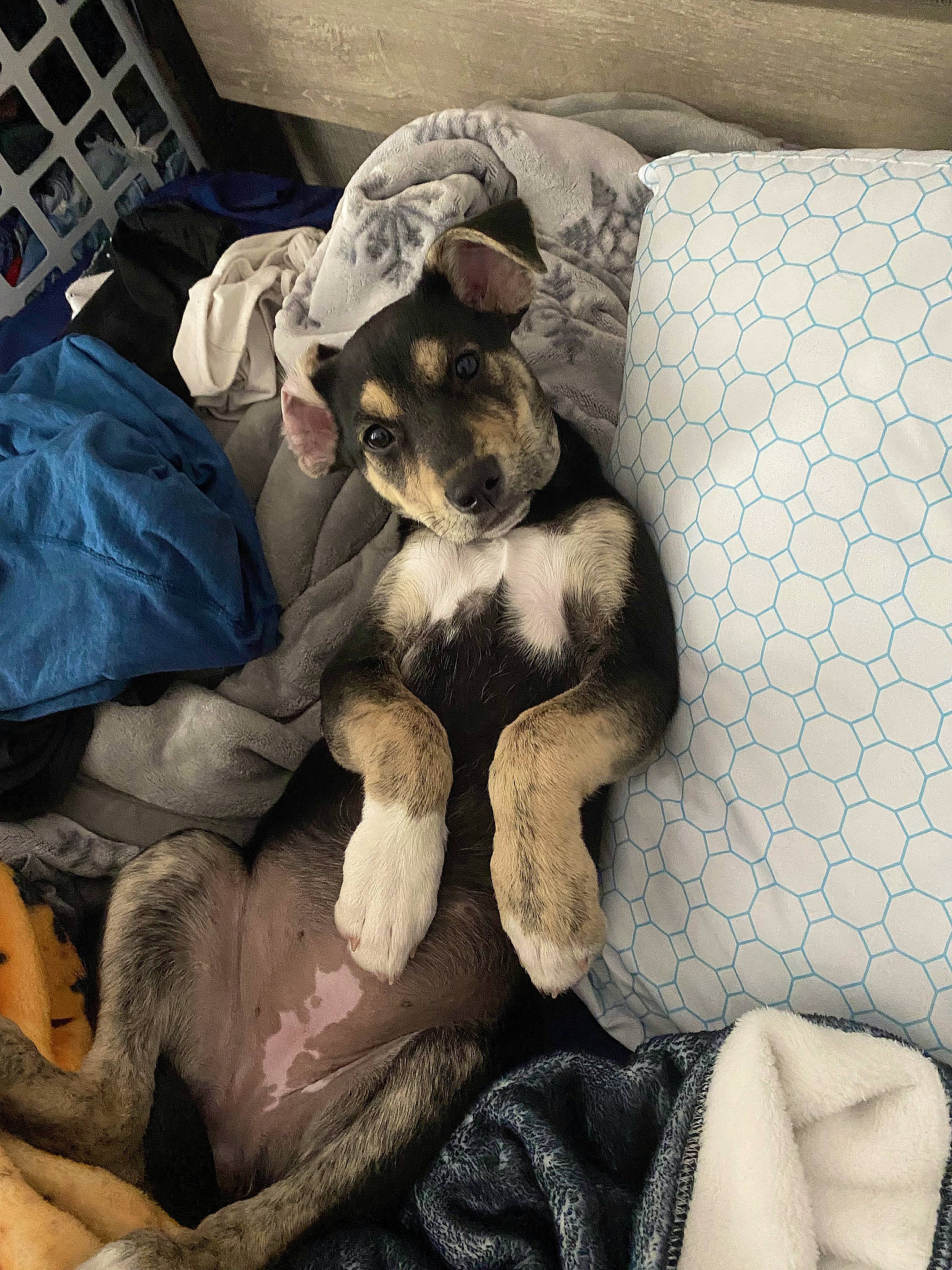 Peaches joined the competition — help win amazing prizes! bedding, carnivore, comfort, companion_dog, couch, dog, dog_breed, fawn, felidae, fur, grey, human_leg, linens, paw, sitting, small_to_medium_sized_cats, tail, textile, thigh, toy_dog