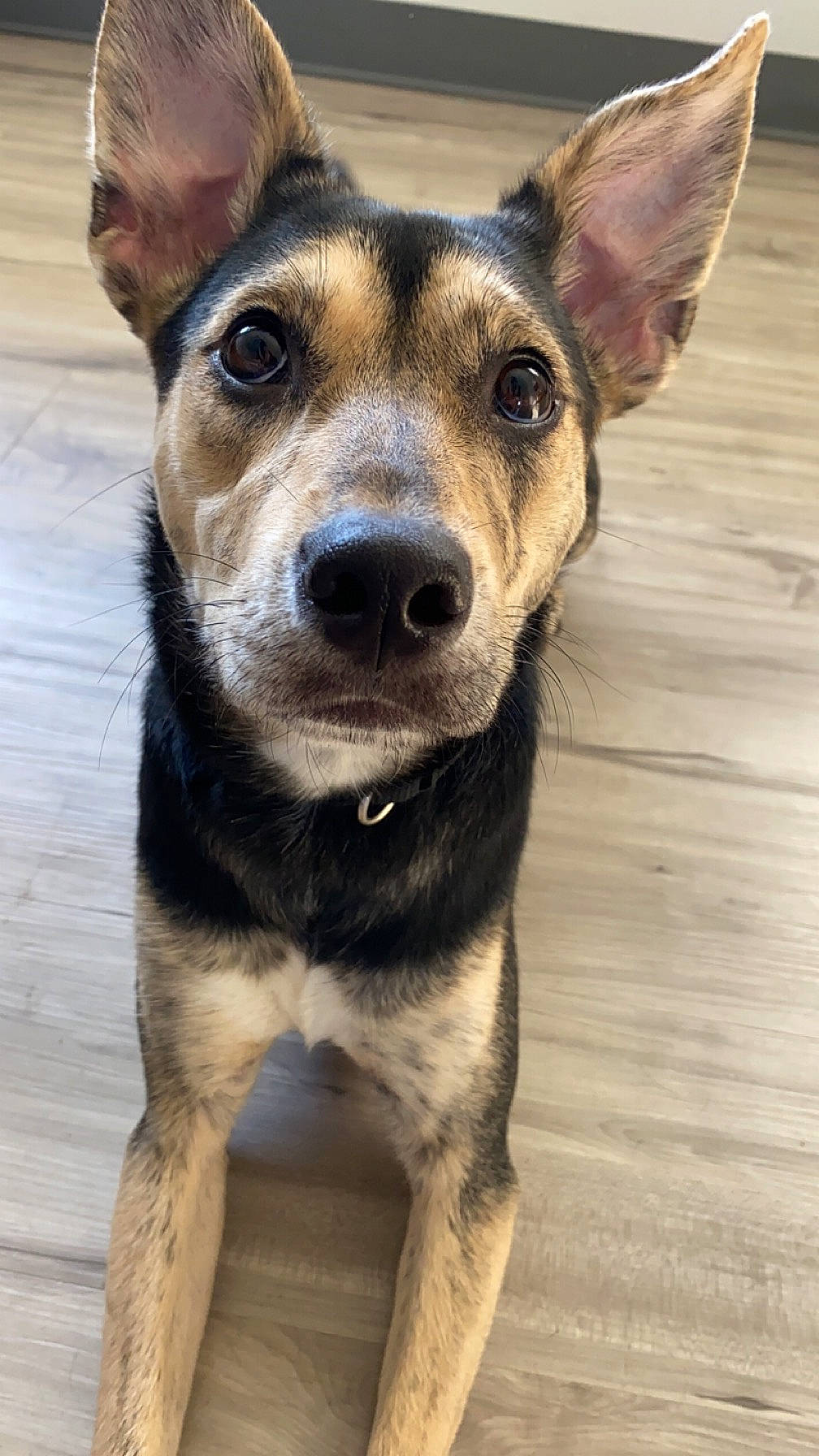 Peaches is registered to the contest to win money with this photo: ancient_dog_breeds, canidae, carnivore, collar, companion_dog, dog, dog_breed, dog_collar, fawn, fur, hardwood, snout, terrestrial_animal, whiskers, wood, working_animal, working_dog