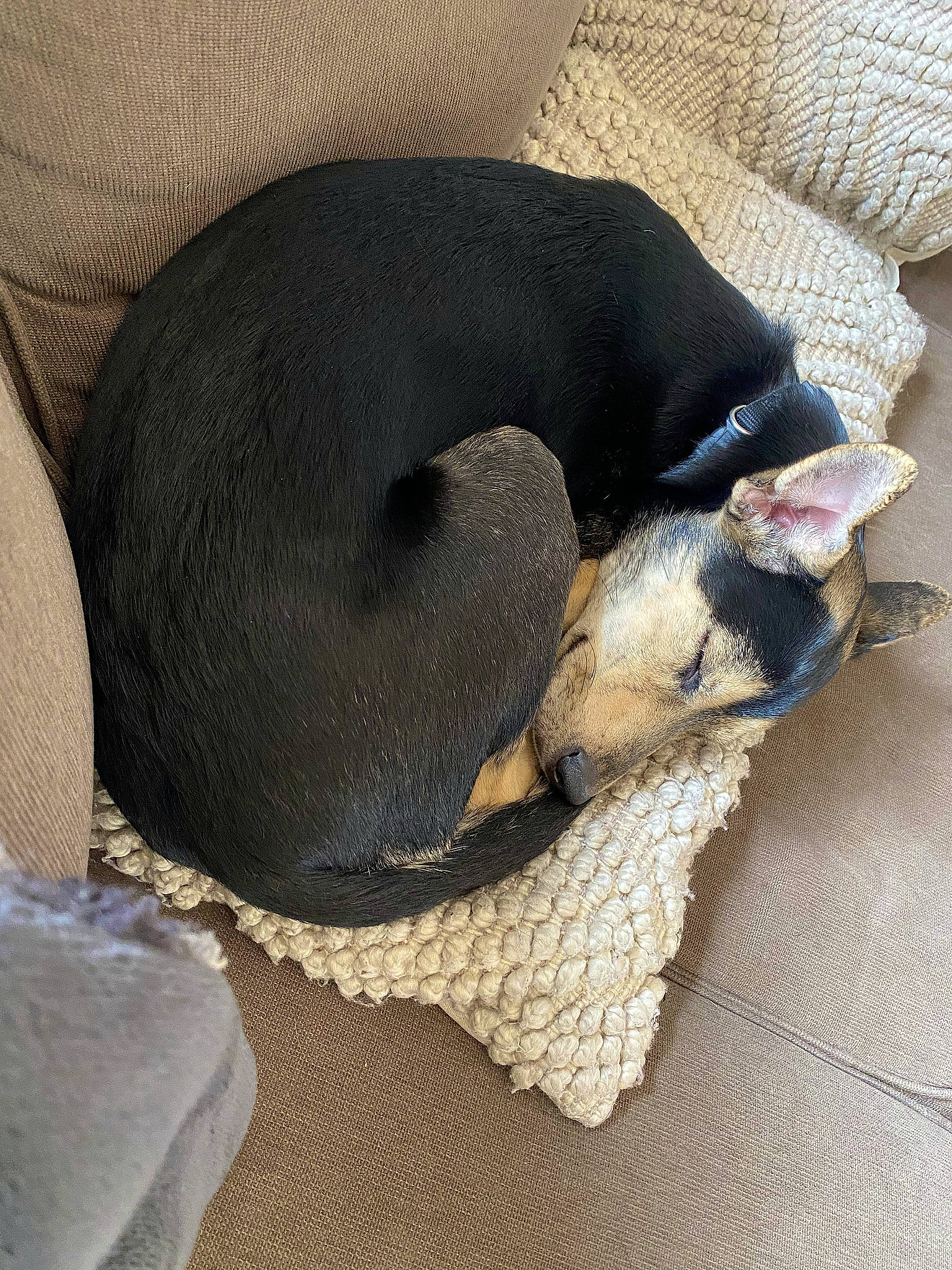 Peaches is registered to the contest to win money with this photo: canidae, carnivore, comfort, companion_dog, dog, dog_breed, dog_supply, fashion_accessory, fawn, fur, grey, linens, nap, non_sporting_group, pet_supply, sporting_group, tail, terrestrial_animal, toy_dog, working_animal