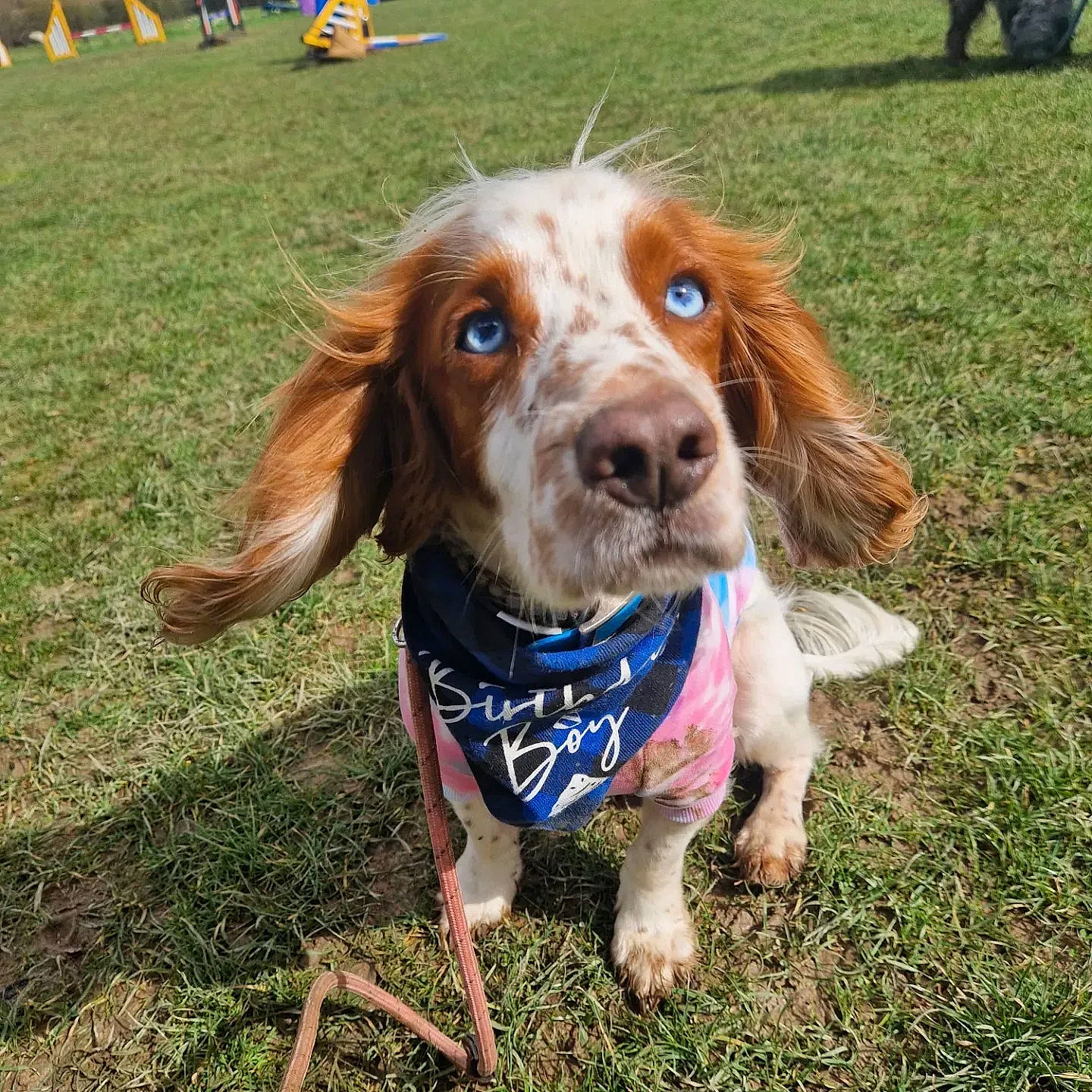 Flynn joined the competition — help win amazing prizes! canidae, carnivore, collar, companion_dog, dog, dog_breed, dog_collar, dog_supply, fawn, grass, gun_dog, hunting_dog, liver, plant, recreation, snout, spaniel, sporting_group