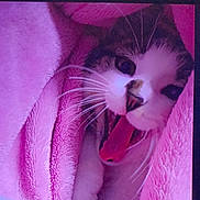 Abbas a rejoint le concours — aidez-le/la à gagner de superbes lots ! animal, blanket, cat, closeup, cozy, cute, face, fur, indoor, mammal, pet, pink, relaxed, resting, sleepy, soft_texture, tongue, whiskers, wrapped, yawning