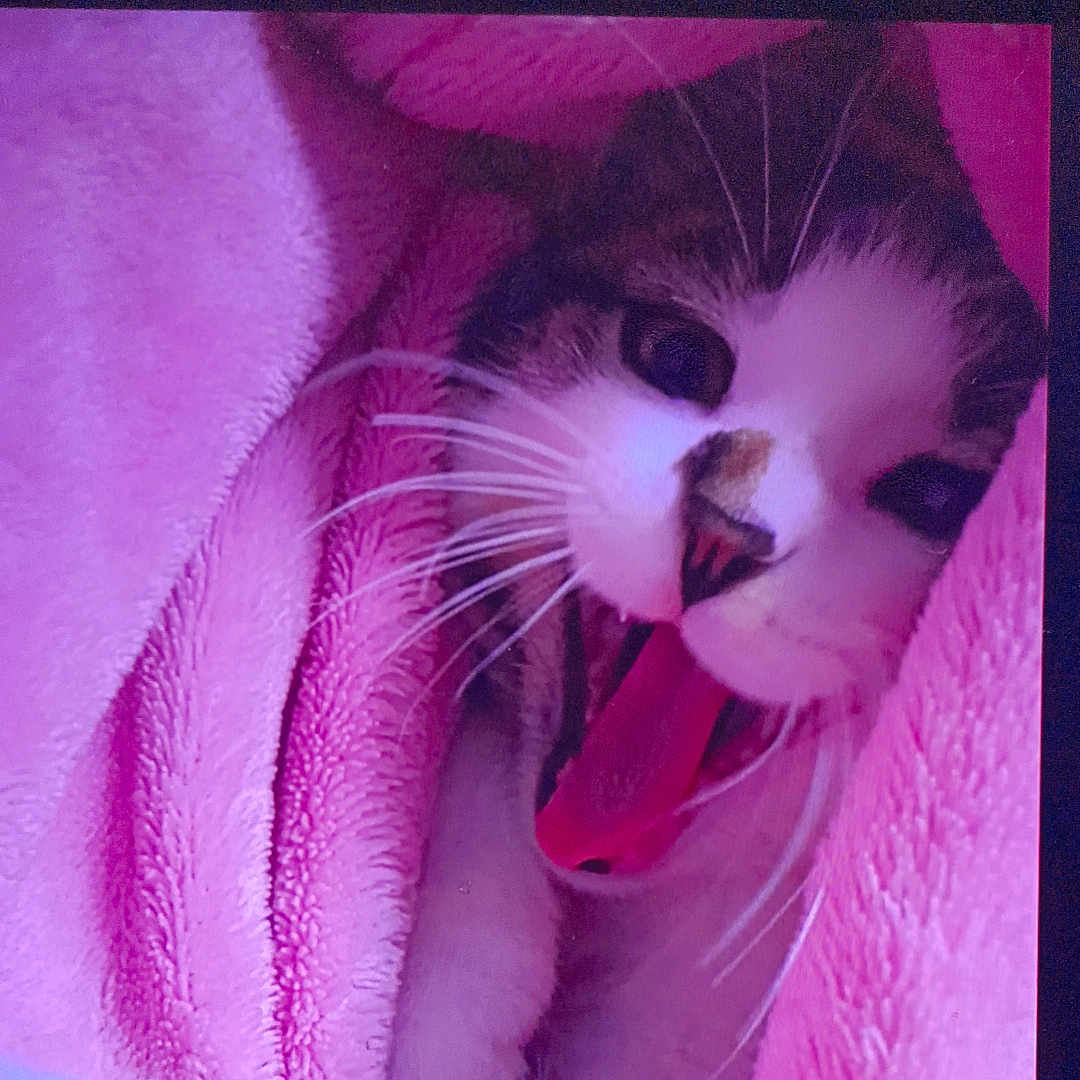 Abbas a rejoint le concours — aidez-le/la à gagner de superbes lots ! animal, blanket, cat, closeup, cozy, cute, face, fur, indoor, mammal, pet, pink, relaxed, resting, sleepy, soft_texture, tongue, whiskers, wrapped, yawning