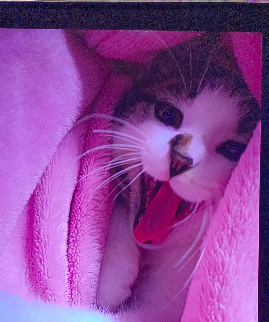 Abbas a rejoint le concours — aidez-le/la à gagner de superbes lots ! animal, blanket, cat, closeup, cozy, cute, face, fur, indoor, mammal, pet, pink, relaxed, resting, sleepy, soft_texture, tongue, whiskers, wrapped, yawning