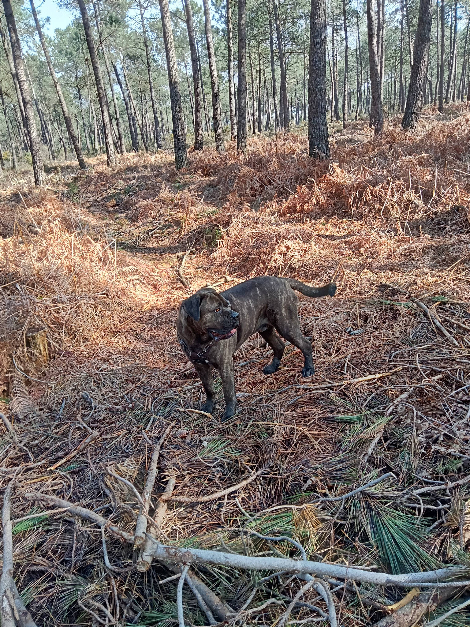 Rosco participe au concours pour gagner de l'argent avec cette photo : carnivore, dog, dog_breed, forest, grass, jungle, natural_landscape, northern_hardwood_forest, old_growth_forest, plant, plant_community, soil, temperate_broadleaf_and_mixed_forest, terrestrial_animal, terrestrial_plant, tree, trunk, twig, wood, woodland