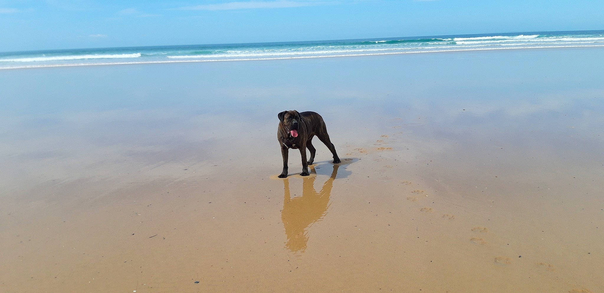 Rosco a rejoint le concours — aidez-le/la à gagner de superbes lots ! beach, canidae, carnivore, coastal_and_oceanic_landforms, dog, dog_breed, fawn, horizon, landscape, liquid, natural_environment, ocean, sand, shore, sky, sporting_group, vertebrate, water, wind_wave, working_animal