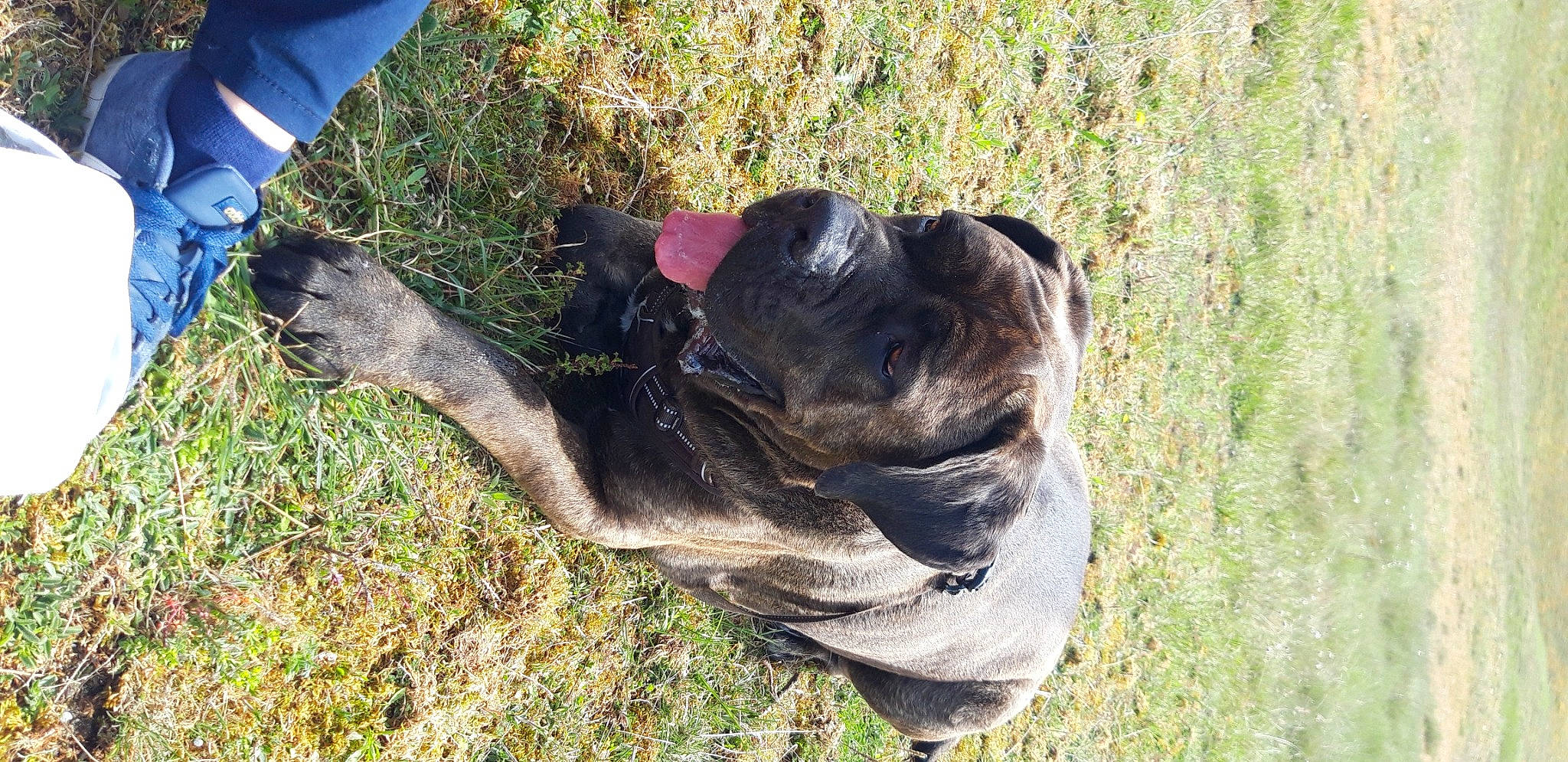 Rosco a rejoint le concours — aidez-le/la à gagner de superbes lots ! carnivore, collar, companion_dog, dog, dog_breed, dog_collar, fawn, fur, grass, grass_family, guard_dog, plant, snout, soil, sporting_group, tail, terrestrial_animal, tree, trunk, working_animal