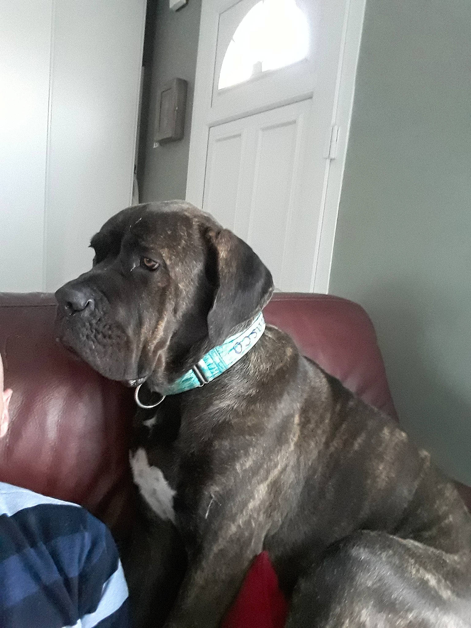 Rosco participe au concours pour gagner de l'argent avec cette photo : bandog, cane_corso, canidae, carnivore, dog, dog_breed, english_mastiff, fawn, giant_dog_breed, great_dane, guard_dog, mammal, molosser, non_sporting_group, snout, sporting_group, vertebrate, working_dog