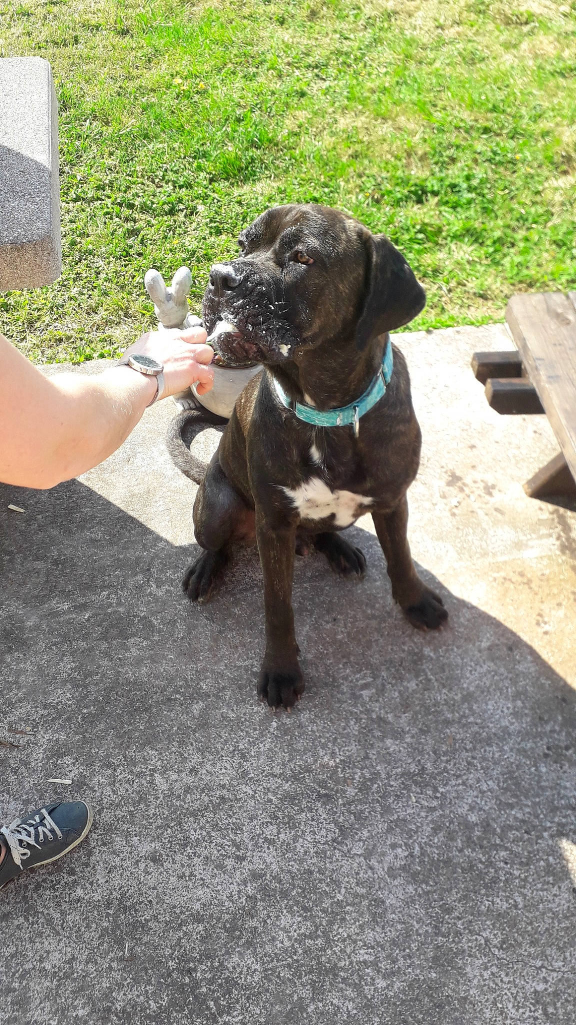 Rosco a rejoint le concours — aidez-le/la à gagner de superbes lots ! bandog, boerboel, boxer, bullmastiff, cane_corso, canidae, carnivore, dog, dog_breed, fawn, fila_brasileiro, great_dane, guard_dog, mammal, molosser, non_sporting_group, puppy, sporting_group, working_dog