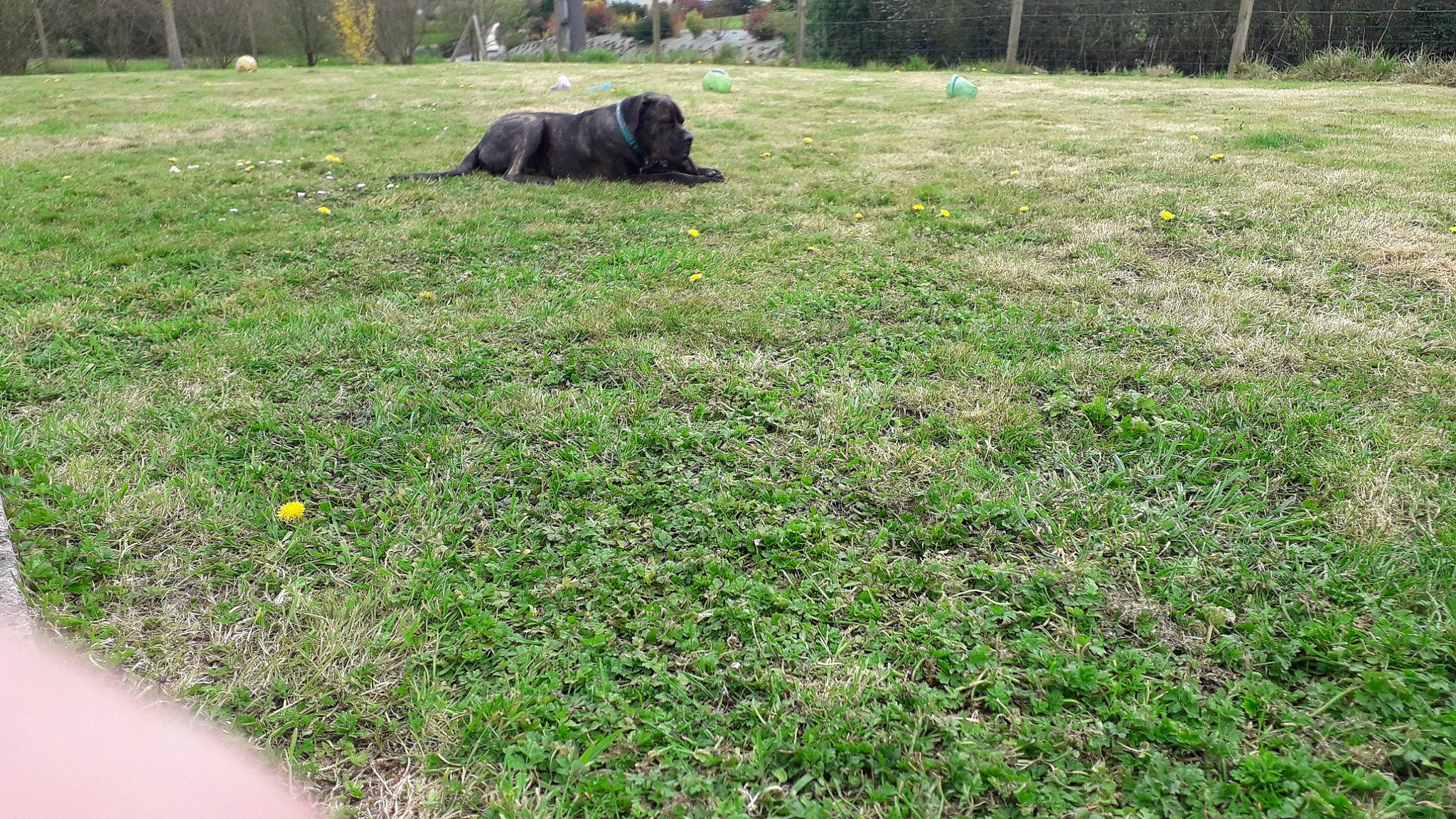 Rosco participe au concours pour gagner de l'argent avec cette photo : canidae, fodder, grass, grass_family, grassland, groundcover, land_lot, lawn, meadow, pasture, plant, sporting_group, tree