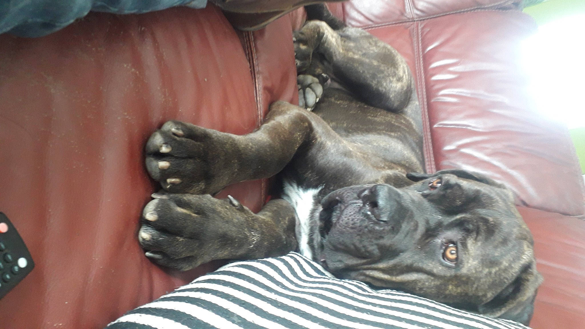 Rosco a rejoint le concours — aidez-le/la à gagner de superbes lots ! bandog, bullmastiff, canidae, carnivore, companion_dog, dog, dog_breed, fawn, guard_dog, neapolitan_mastiff, non_sporting_group, sporting_group