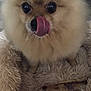 dog, pomeranian, tongue, licking, fluffy, pet, animal, cute, blanket, bone, indoor, fur, small_dog, companion, domestic_animal, face, canine, closeup, friendly, adorable