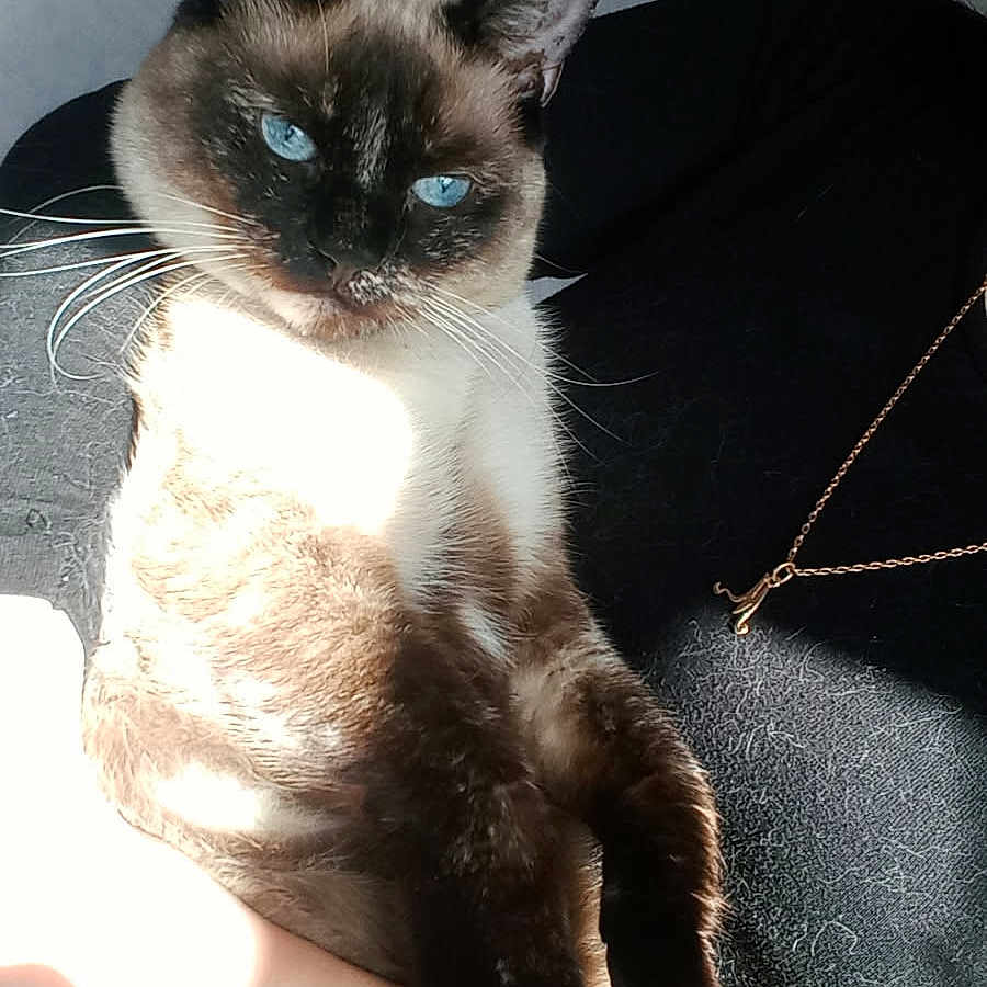 Taia participe au concours pour gagner de l'argent avec cette photo : accessories, animal, cat, collar, jewelry, kitten, manx, necklace, pet, siamese