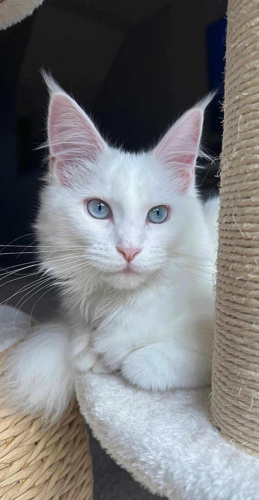 Yuki joined the competition — help win amazing prizes! cat, white_cat, blue_eyes, fluffy, feline, pet, scratching_post, indoor, close_up, portrait, whiskers, soft_texture, relaxed, cute, animal, domestic_cat, fur, pink_nose, ear, resting