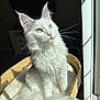 cat, white_cat, blue_eyes, fluffy, basket, indoor, sunlight, window_light, cozy, pet, feline, whiskers, portrait, relaxing, fur, domestic_animal, animal, cute, sitting, house