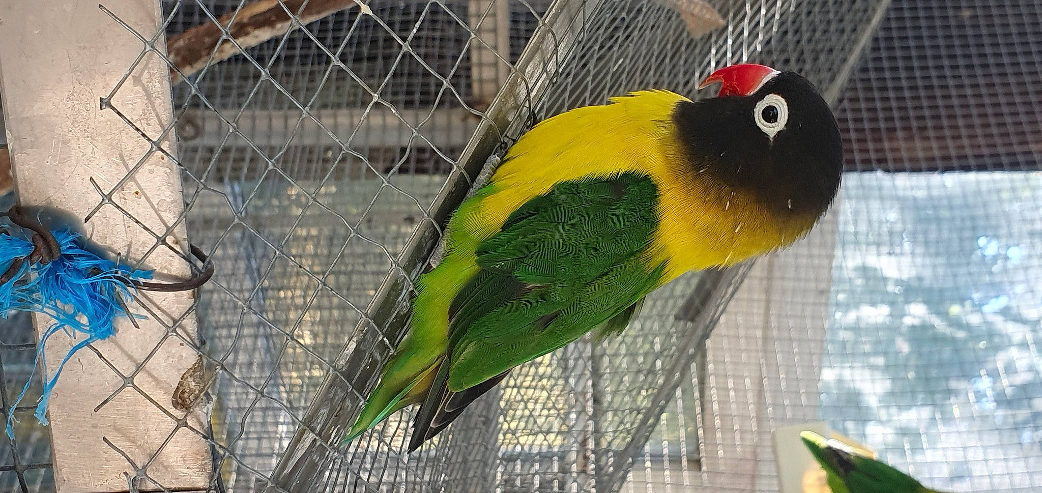 Toto participe au concours pour gagner de l'argent avec cette photo : adaptation, beak, bird, budgie, cage, feather, lorikeet, lovebird, organism, parakeet, parrot, tail, vertebrate, wing