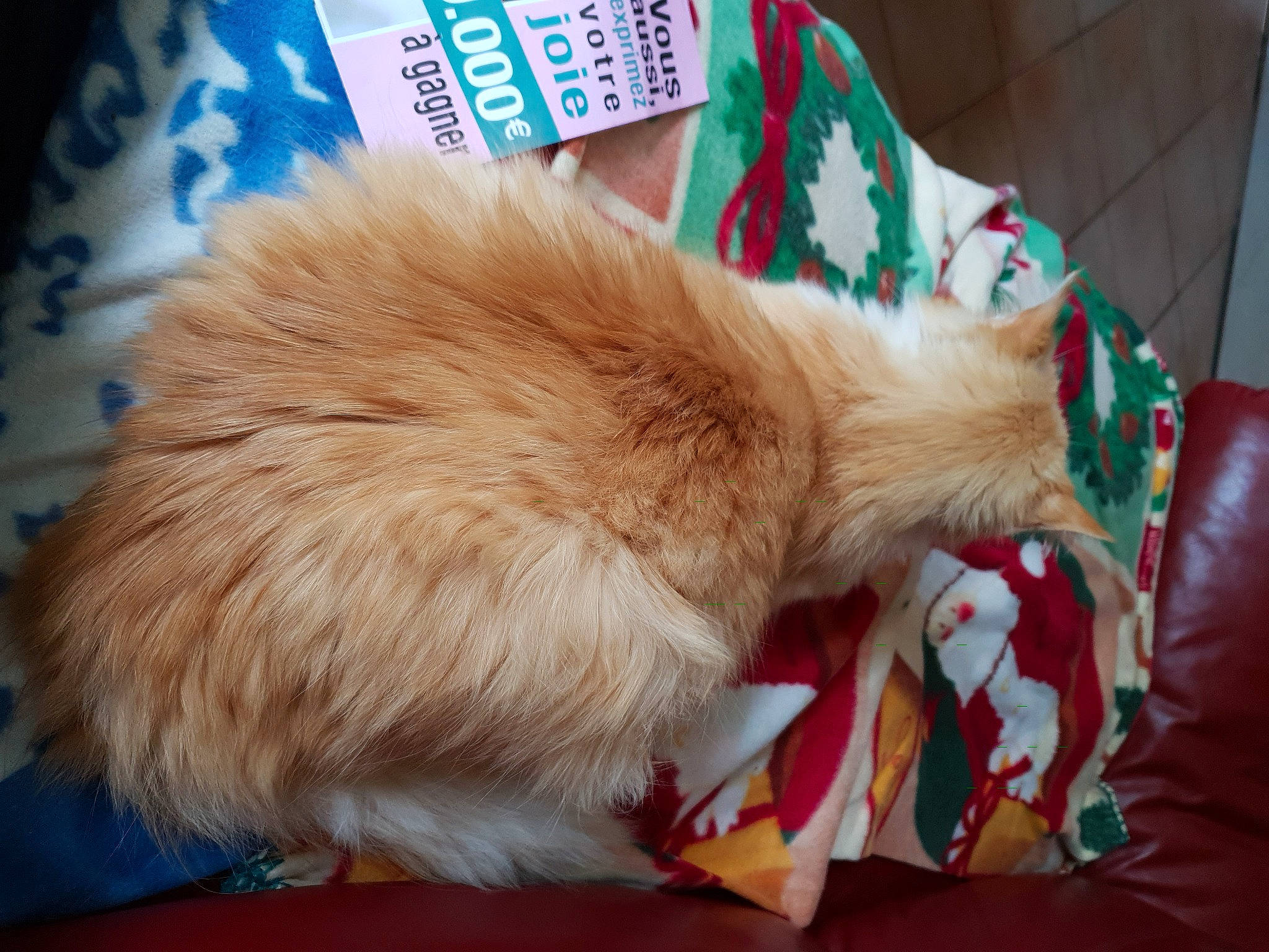 Minet participe au concours pour gagner de l'argent avec cette photo : canidae, carnivore, cat, claw, fawn, felidae, fur, small_to_medium_sized_cats, tail, whiskers