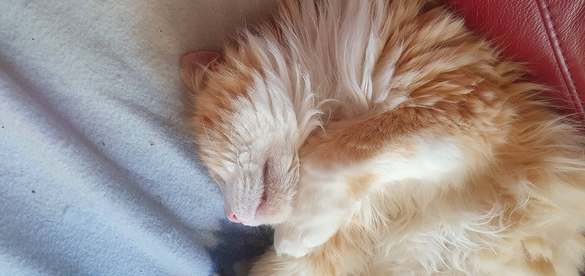 Minet a rejoint le concours — aidez-le/la à gagner de superbes lots ! carnivore, cat, claw, close_up, domestic_long_haired_cat, ear, fawn, felidae, fur, kitten, norwegian_forest_cat, nose, ragamuffin, ragdoll, small_to_medium_sized_cats, snout, tail, whiskers