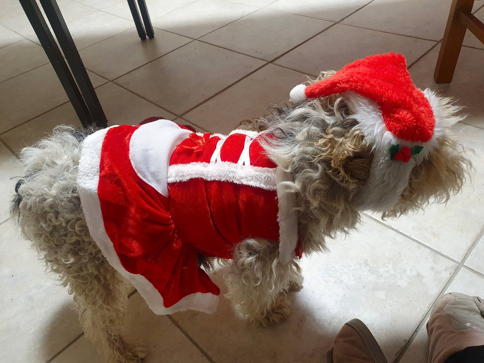 India a rejoint le concours — aidez-le/la à gagner de superbes lots ! canidae, christmas, costume, dog_clothes, fictional_character, fur, santa_claus
