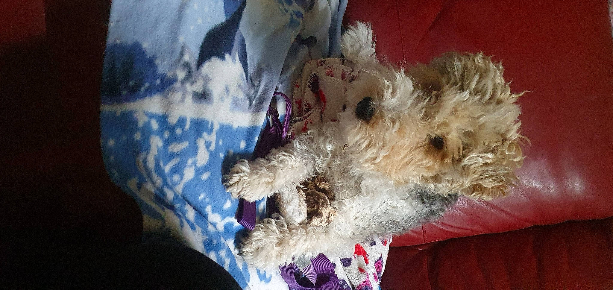 India a rejoint le concours — aidez-le/la à gagner de superbes lots ! canidae, carnivore, dog, dog_breed, fox_terrier, irish_soft_coated_wheaten_terrier, maltepoo, mammal, puppy, rare_breed_dog, schnoodle, sporting_lucas_terrier, terrier, toy_dog, welsh_terrier, wire_hair_fox_terrier