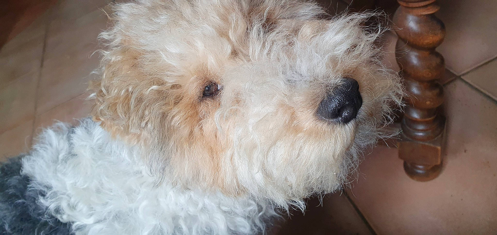 India a rejoint le concours — aidez-le/la à gagner de superbes lots ! bolognese, bolonka, canidae, carnivore, companion_dog, dog, dog_breed, dutch_smoushond, glen_of_imaal_terrier, maltepoo, mammal, puppy, rare_breed_dog, schnoodle, small_terrier, snout, sporting_lucas_terrier, terrier, vertebrate, west_highland_white_terrier