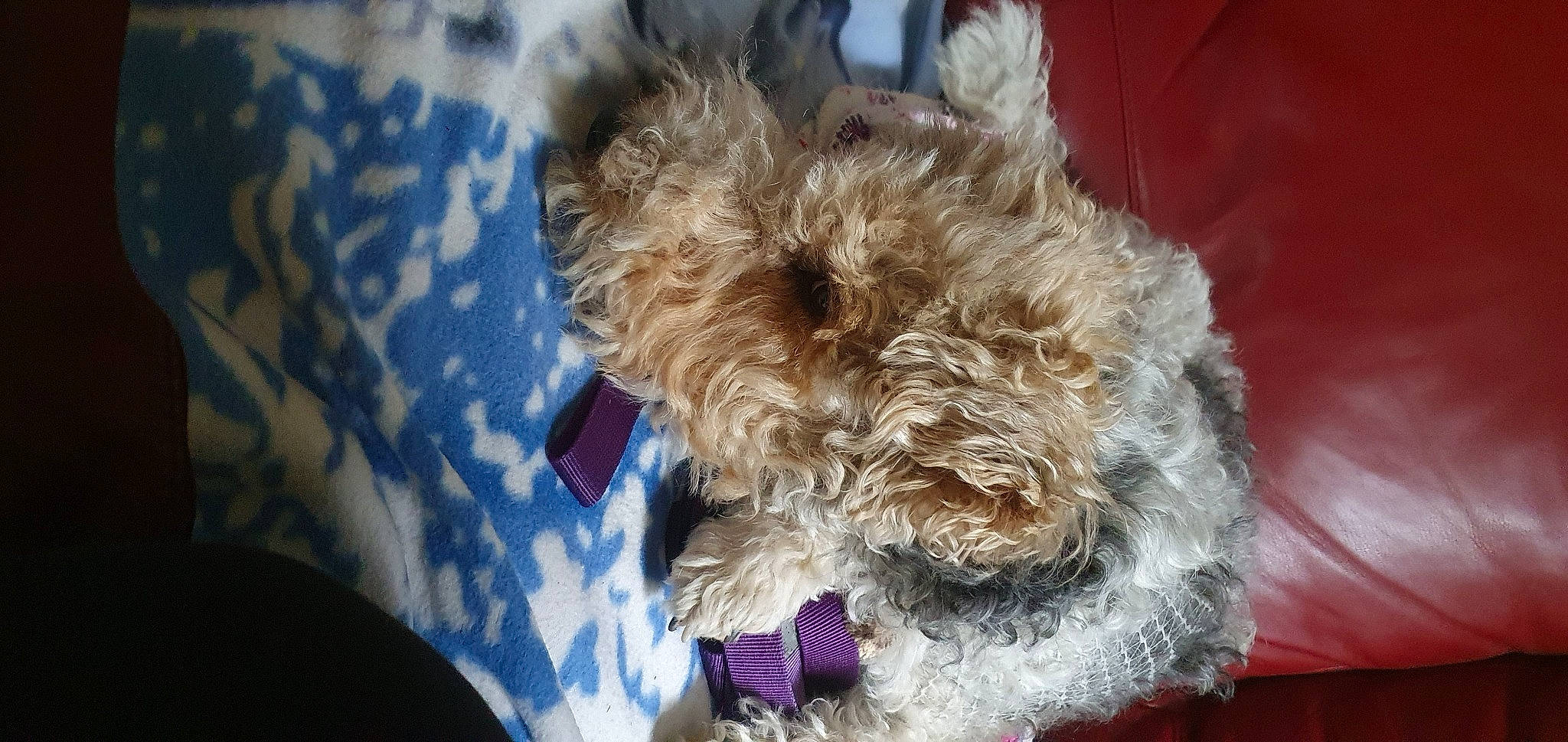 India a rejoint le concours — aidez-le/la à gagner de superbes lots ! bolonka, canidae, carnivore, dog, dog_breed, fox_terrier, glen_of_imaal_terrier, irish_soft_coated_wheaten_terrier, lagotto_romagnolo, maltepoo, mammal, puppy, schnoodle, sporting_group, sporting_lucas_terrier, terrier, toy_dog, toy_poodle, welsh_terrier, wire_hair_fox_terrier