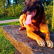 Onyx participe au concours pour gagner de l'argent avec cette photo : animal, canine, dog, face, grass, grove, head, land, nature, outdoors, park, person, pet, photography, plant, portrait, puppy, tree, vegetation, woodland