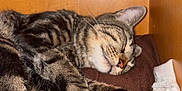 Mowgli a rejoint le concours — aidez-le/la à gagner de superbes lots ! cat, tabby, sleeping, paws, whiskers, feline, cozy, indoor, wooden_cabinet, resting, fur, pet, cute, relaxation, animal, closeup, domestic_cat, mammal, peaceful, nap