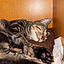 cat, tabby, sleeping, paws, whiskers, feline, cozy, indoor, wooden_cabinet, resting, fur, pet, cute, relaxation, animal, closeup, domestic_cat, mammal, peaceful, nap