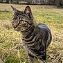 cat, tabby_cat, grass, field, outdoor, animal, feline, nature, yellow_eyes, fur, ears, whiskers, alert, mammal, wildlife, closeup, portrait, curious, overcast, rural