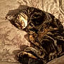 cat, tabby, sleeping, curled_up, feline, pet, fur, cozy, resting, blanket, indoor, cute, animal, whiskers, paw, tail, soft, relaxed, domestic, warm_lighting