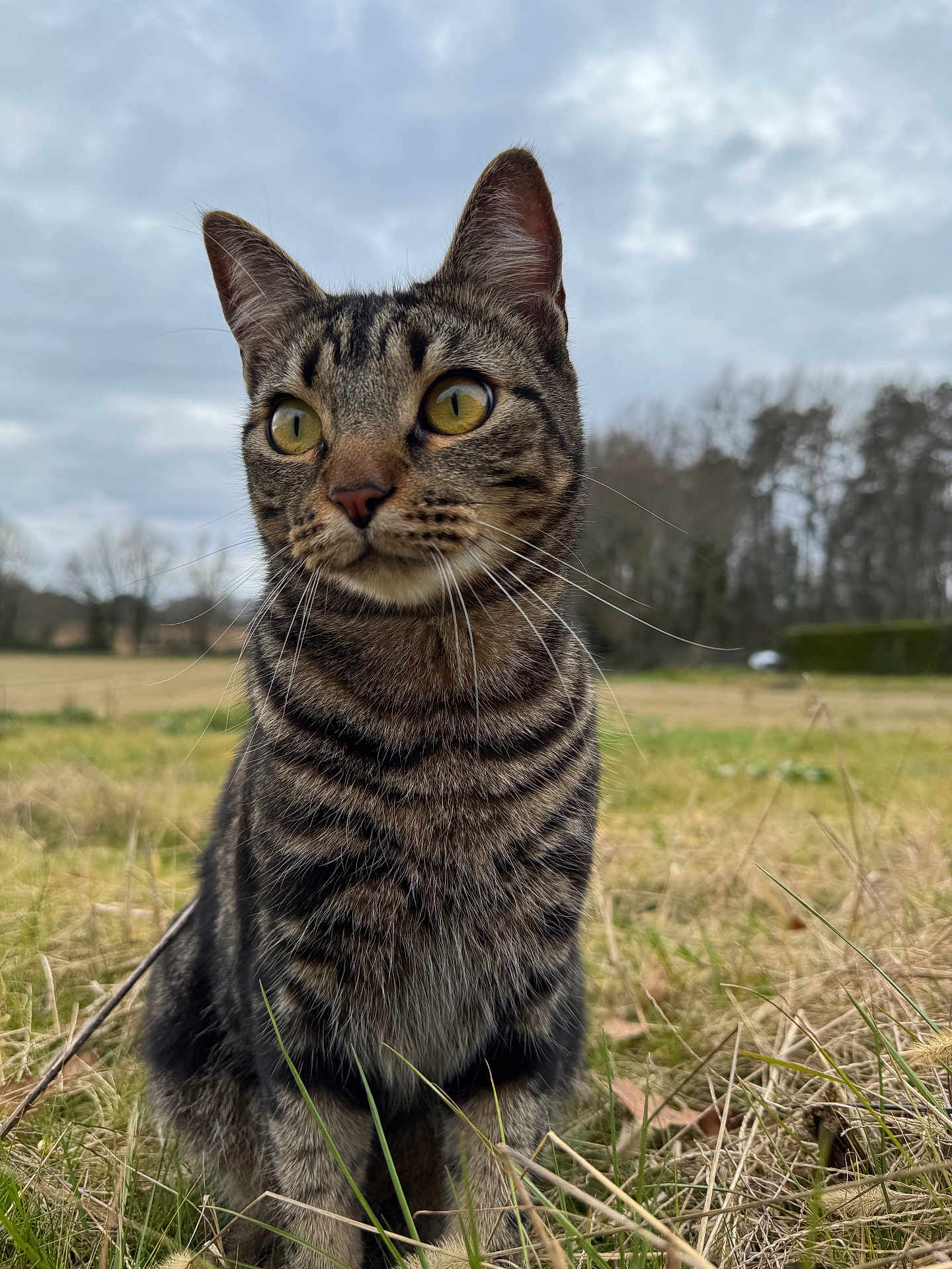 Mowgli