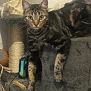 Mowgli participe au concours pour gagner de l'argent avec cette photo : cat, tabby, feline, pet, cat_tree, scratching_post, toy, curious, indoor, fur, whiskers, claws, climbing, relaxed, animal, household, cozy, looking, paw, playful