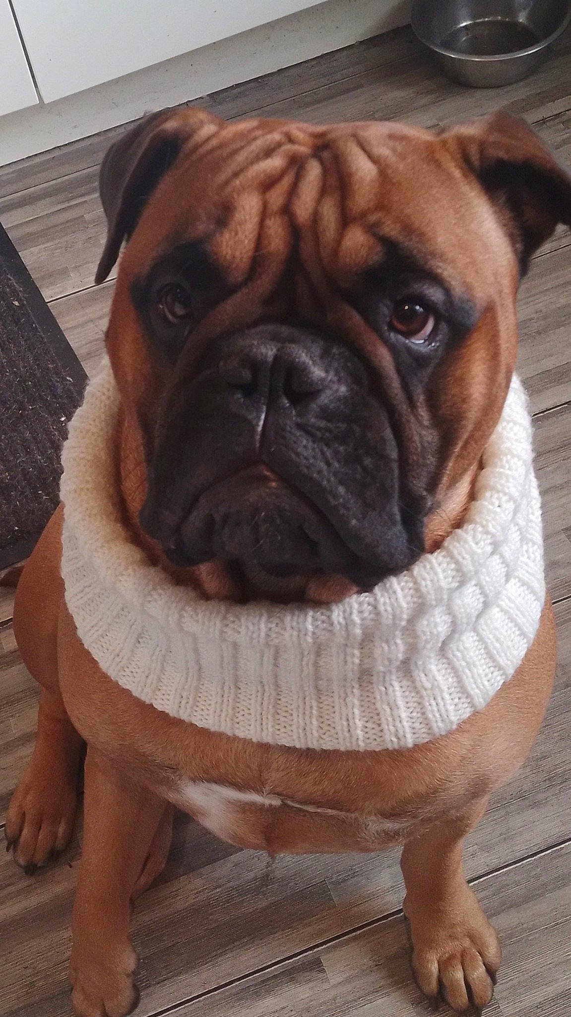 Queen participe au concours pour gagner de l'argent avec cette photo : bulldog, canidae, carnivore, collar, companion_dog, dog, dog_breed, dog_collar, fawn, flooring, molosser, non_sporting_group, plant, shar_pei, snout, sporting_group, whiskers, working_animal, working_dog, wrinkle