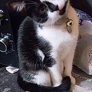 Dora is registered to the contest to win money with this photo: cat, black_and_white, feline, pet, curious, kitchen_counter, tool, yellow_handle, domestic, indoor, whiskers, collar, bell, tilted_head, fur, animal, small, sitting, closeup, household