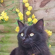 Wolfie joined the competition — help win amazing prizes! cat, black_cat, fluffy_fur, yellow_eyes, collar, bells, flowers, yellow_flowers, wooden_fence, outdoor, pet, animal, whiskers, ears, nature, green_leaves, close_up, portrait, curious, domestic_cat
