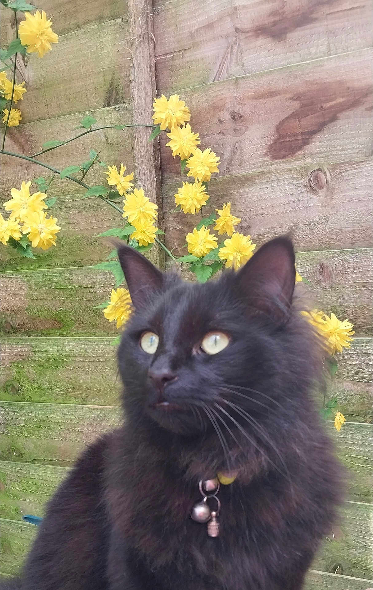 Wolfie joined the competition — help win amazing prizes! cat, black_cat, fluffy_fur, yellow_eyes, collar, bells, flowers, yellow_flowers, wooden_fence, outdoor, pet, animal, whiskers, ears, nature, green_leaves, close_up, portrait, curious, domestic_cat