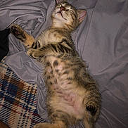 Wybie is registered to the contest to win money with this photo: kitten, cat, sleeping, tabby, fur, paw, blanket, sheet, cozy, cute, relaxed, animal, pet, indoor, resting, feline, soft, striped, young, adorable