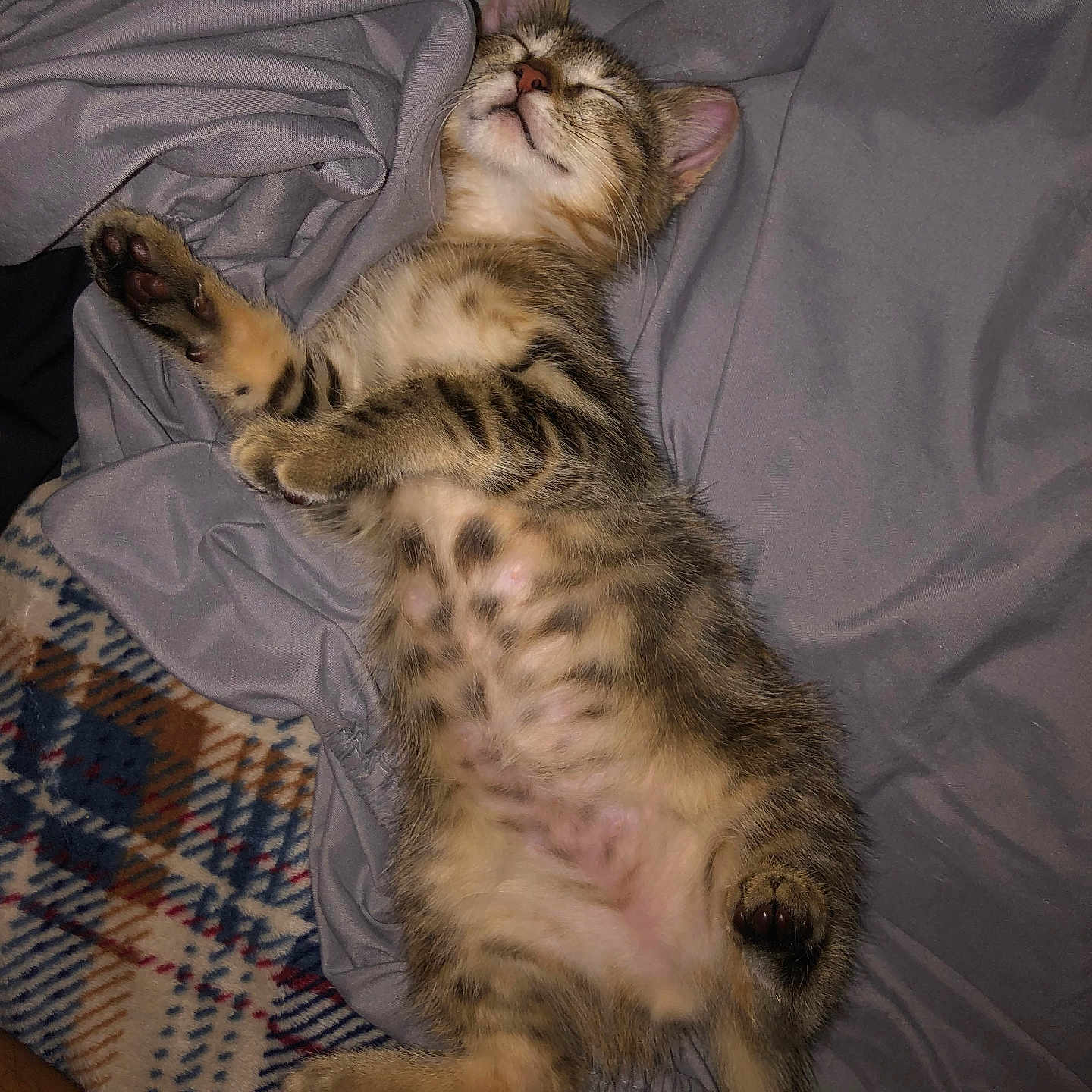 Wybie is registered to the contest to win money with this photo: kitten, cat, sleeping, tabby, fur, paw, blanket, sheet, cozy, cute, relaxed, animal, pet, indoor, resting, feline, soft, striped, young, adorable