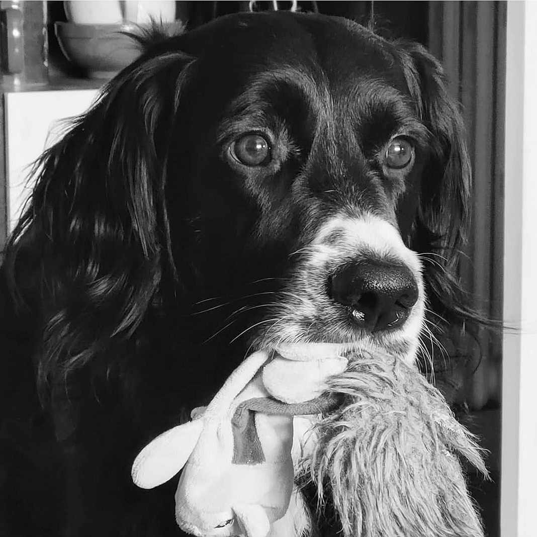 Daryus participe au concours pour gagner de l'argent avec cette photo : animal, black_and_white, close_up, companion, cute, dog, domestic_animal, ears, expression, fur, indoor, looking_away, nostrils, pet, plush_toy, portrait, snout, soft_texture, toy, whiskers