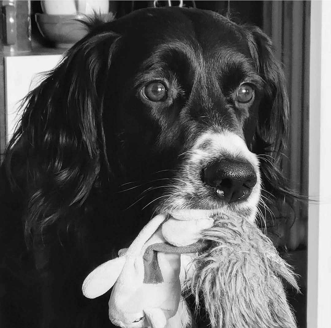Daryus participe au concours pour gagner de l'argent avec cette photo : animal, black_and_white, close_up, companion, cute, dog, domestic_animal, ears, expression, fur, indoor, looking_away, nostrils, pet, plush_toy, portrait, snout, soft_texture, toy, whiskers