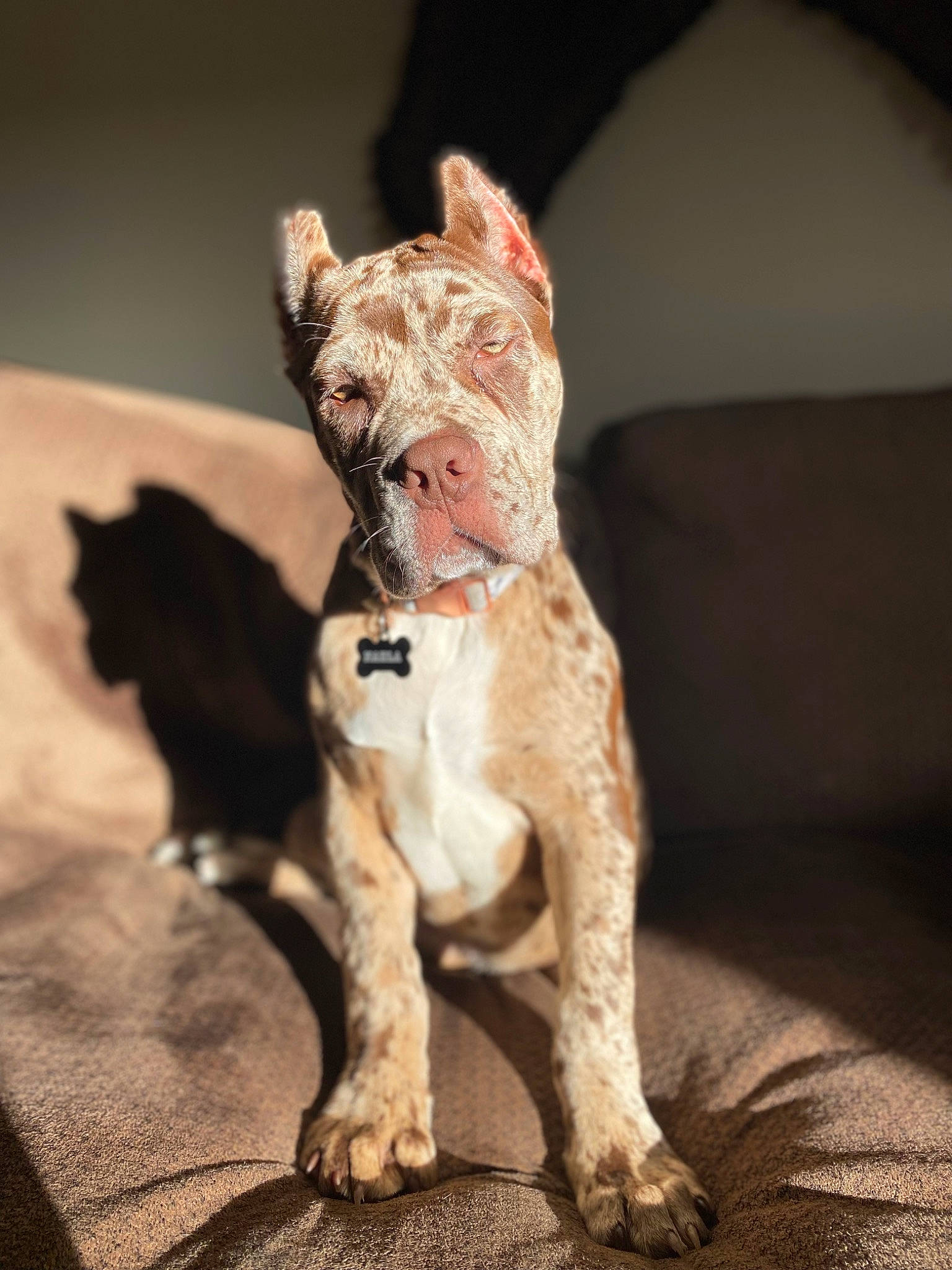 Nahla joined the competition — help win amazing prizes! canidae, carmine, carnivore, collar, companion_dog, dog, dog_breed, dog_collar, dog_supply, fawn, liver, pet_supply, snout, sporting_group, tail, terrestrial_animal, toy, toy_dog, whiskers, working_animal